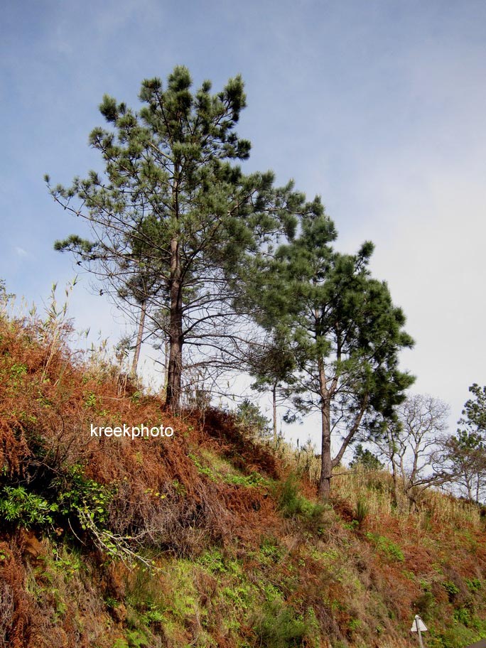 Pinus pinaster