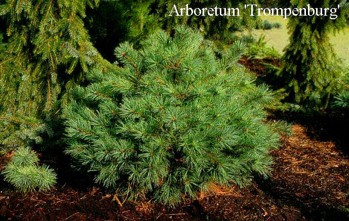 Pinus strobus 'Blue Shag'