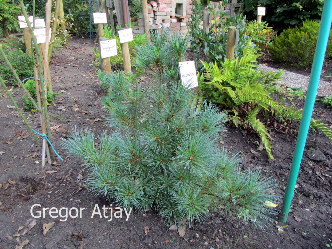 Pinus strobus 'Densa'