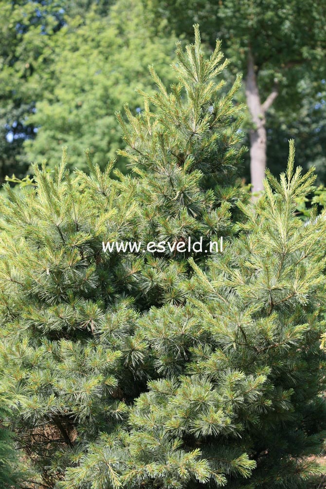 Pinus strobus 'Macopin'