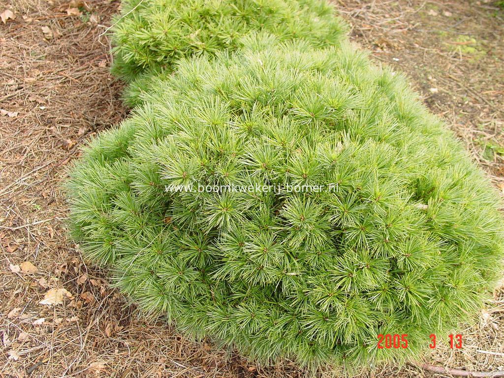 Pinus strobus 'Ontario'