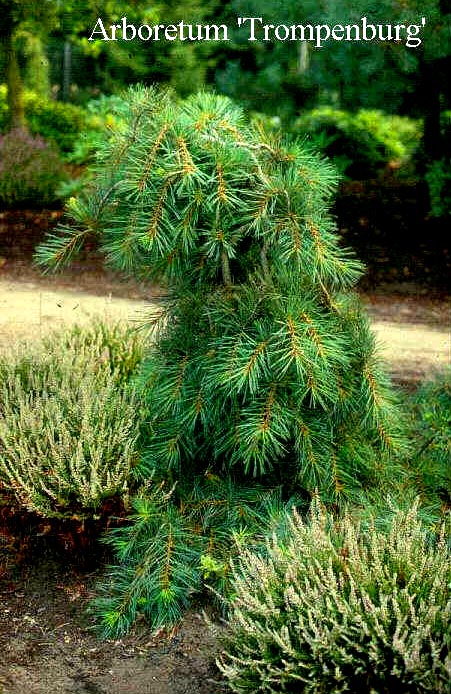 Pinus strobus 'Pendula'