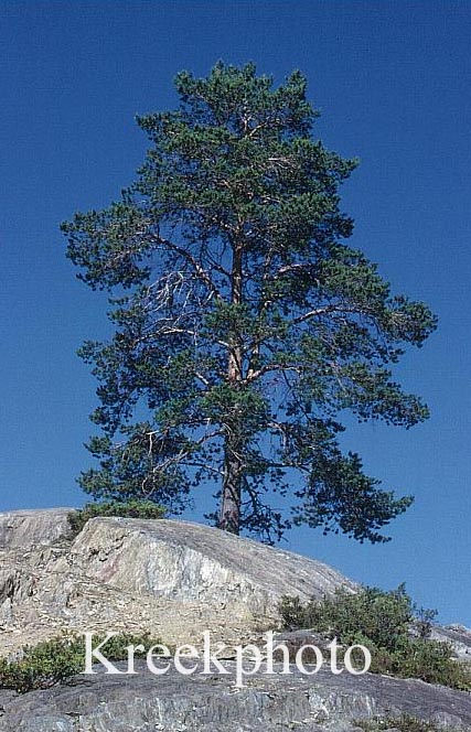 Pinus sylvestris