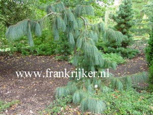 Pinus wallichiana 'Zebrina'
