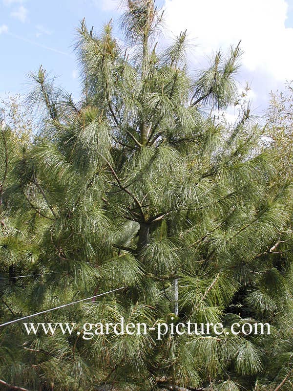 Pinus wallichiana