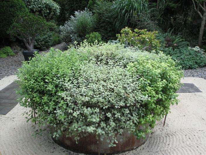 Pittosporum tenuifolium 'Golf Ball'