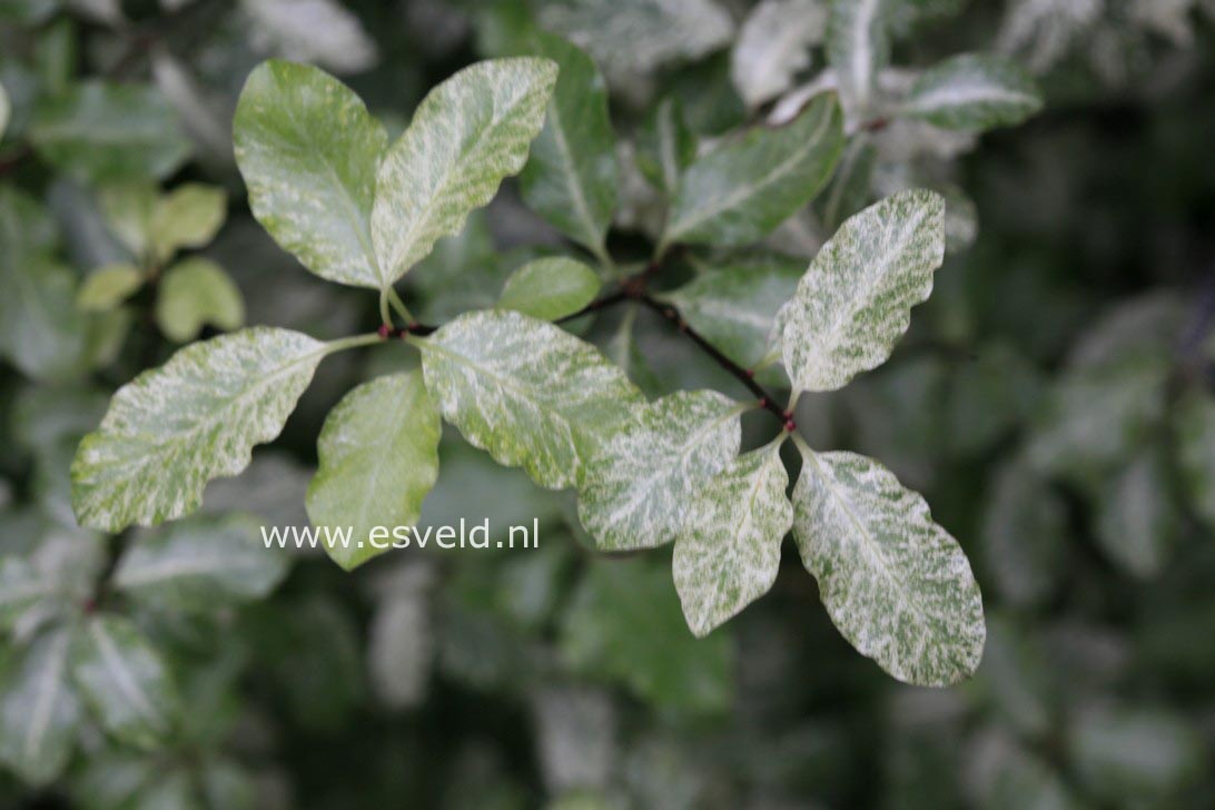 Pittosporum tenuifolium 'Irene Paterson'