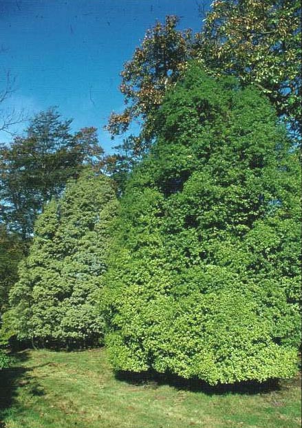 Pittosporum tenuifolium