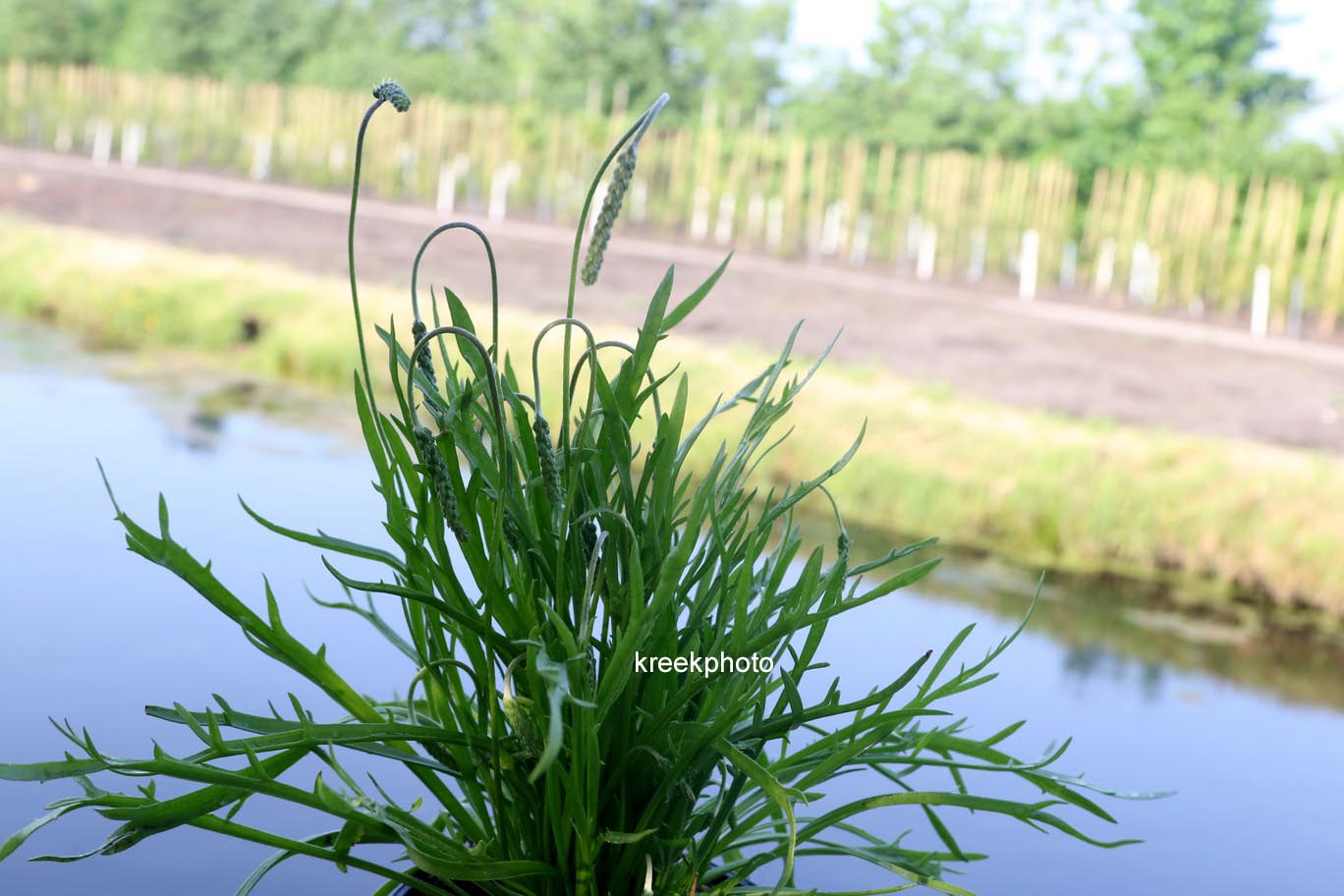 Plantago coronopus