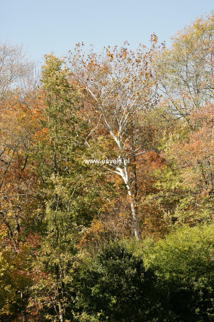 Platanus occidentalis