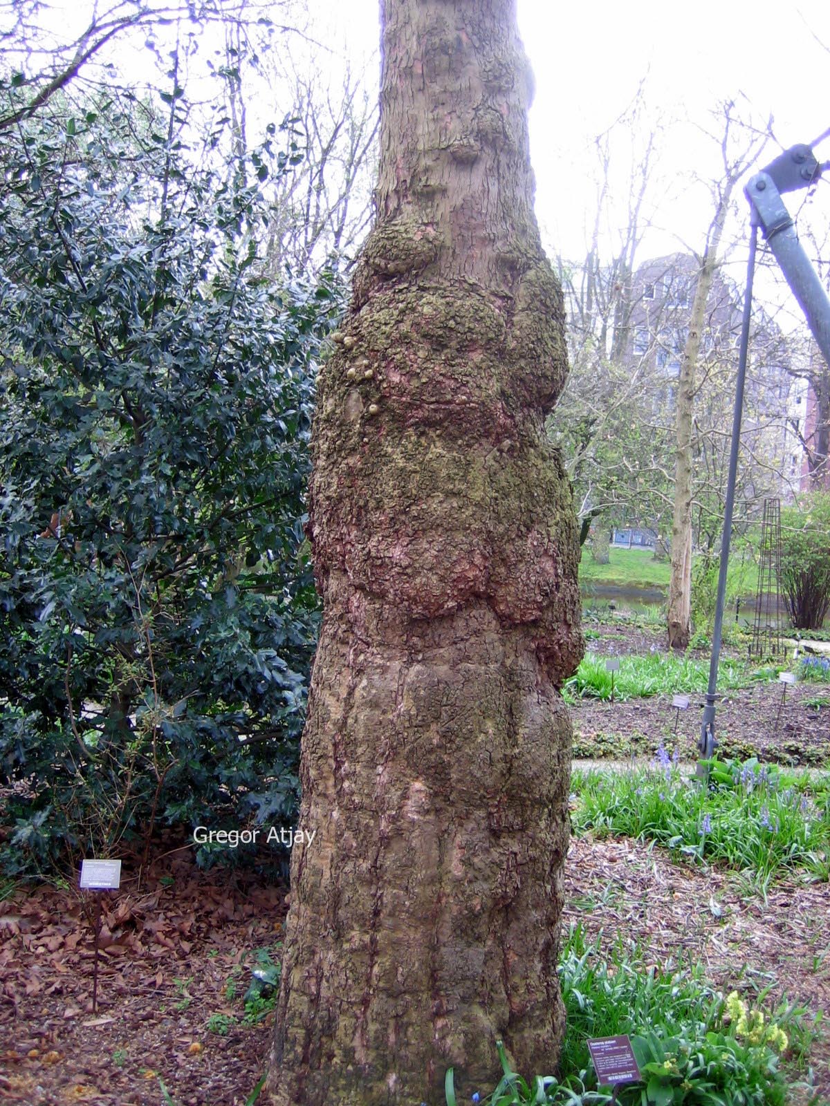 Platanus orientalis cuneata