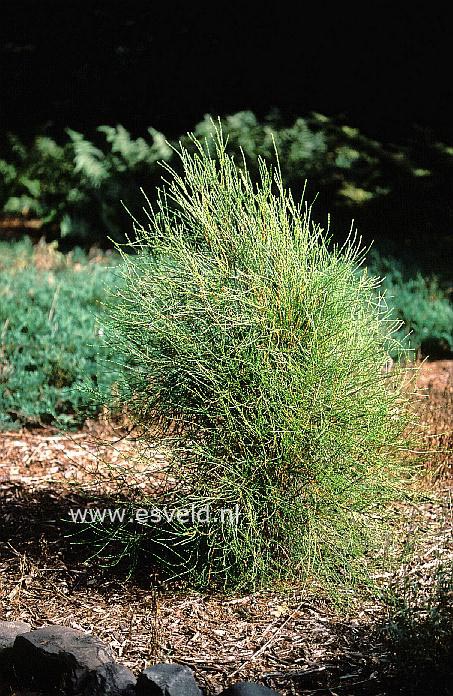 Platycladus orientalis 'Franky Boy'