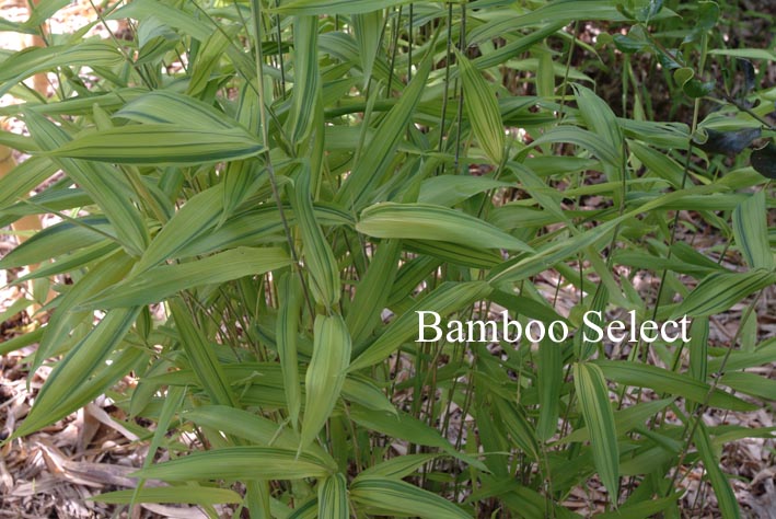 Pleioblastus auricomus