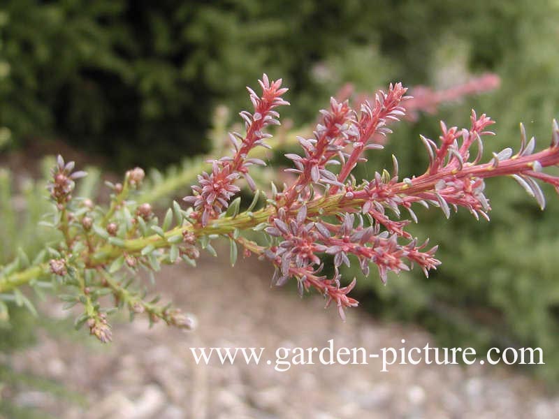 Podocarpus lawrencii 'Red Tip'