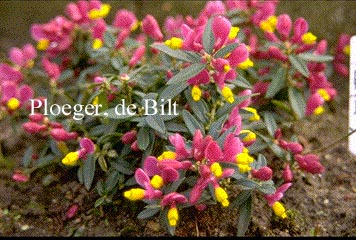 Polygala chamaebuxus grandiflora