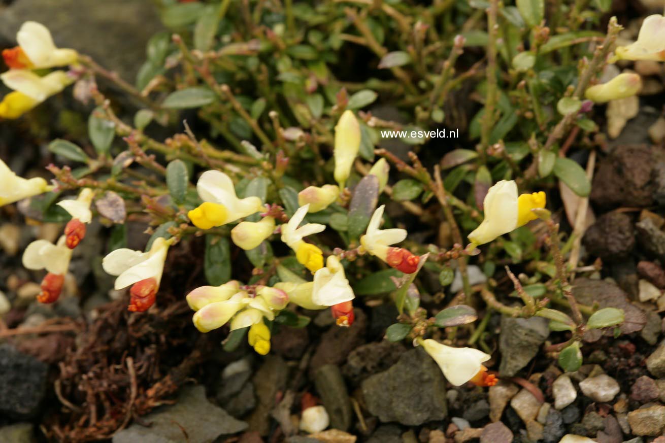 Polygala chamaebuxus