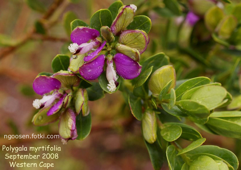 Polygala myrtifolia
