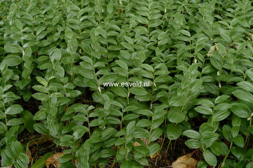 Polygonatum humile