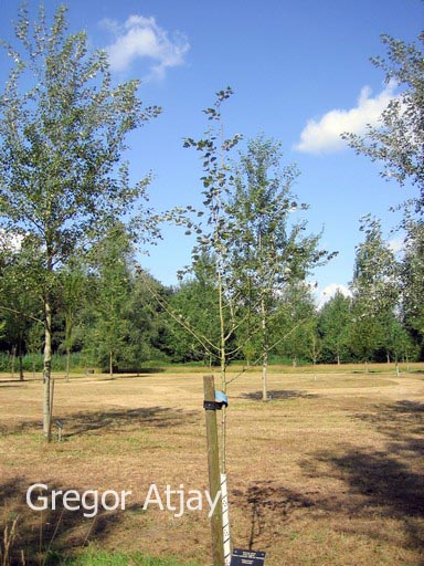 Populus canescens 'Witte van Haamstede'