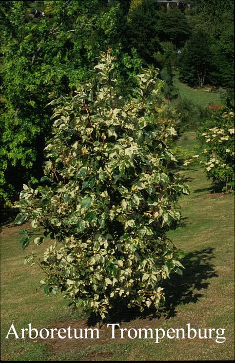 Populus jackii 'Aurora'