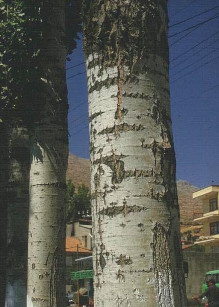 Populus nigra 'Italica'