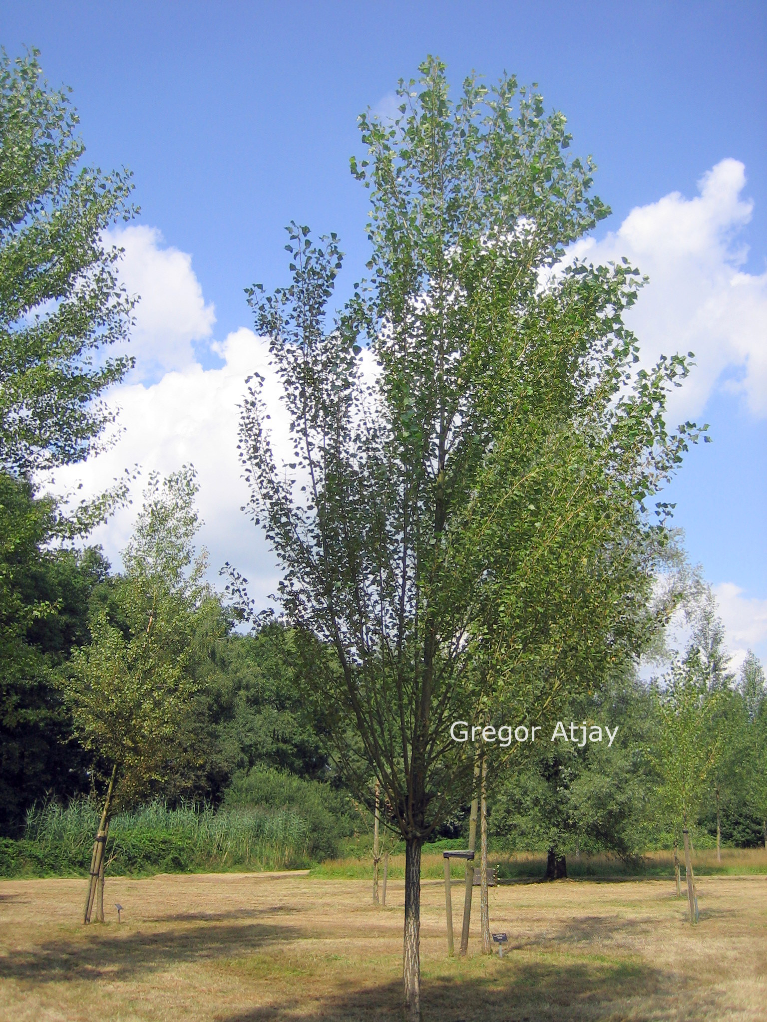 Populus nigra 'Vereecken'