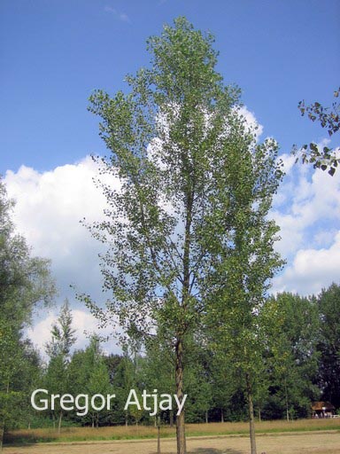 Populus nigra 'Wolterson'