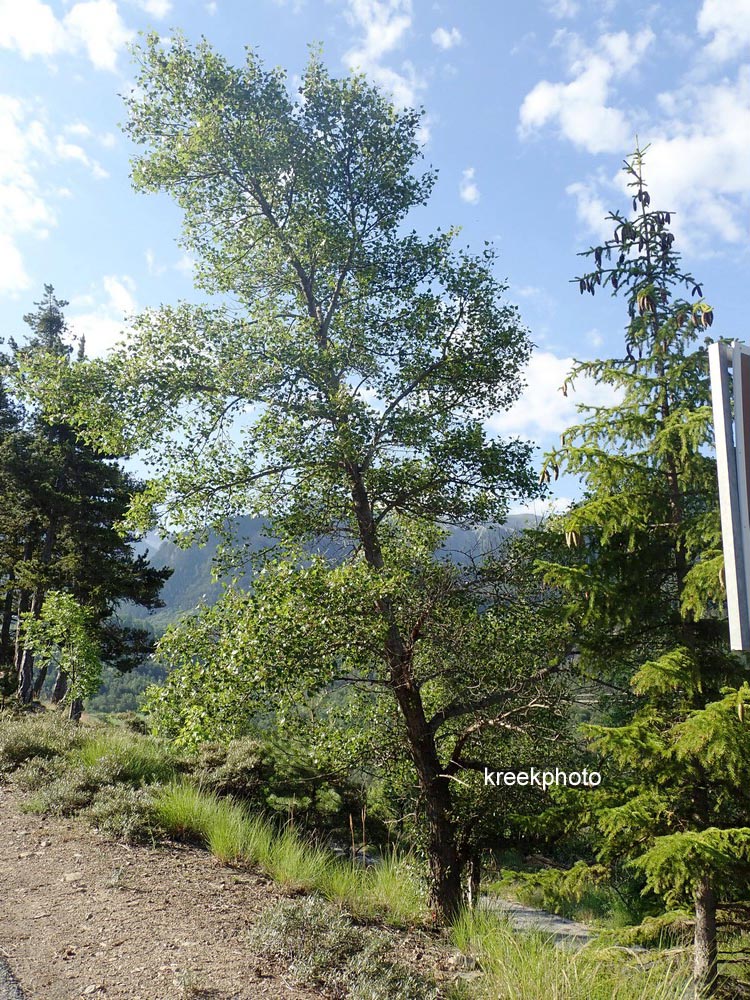 Populus nigra