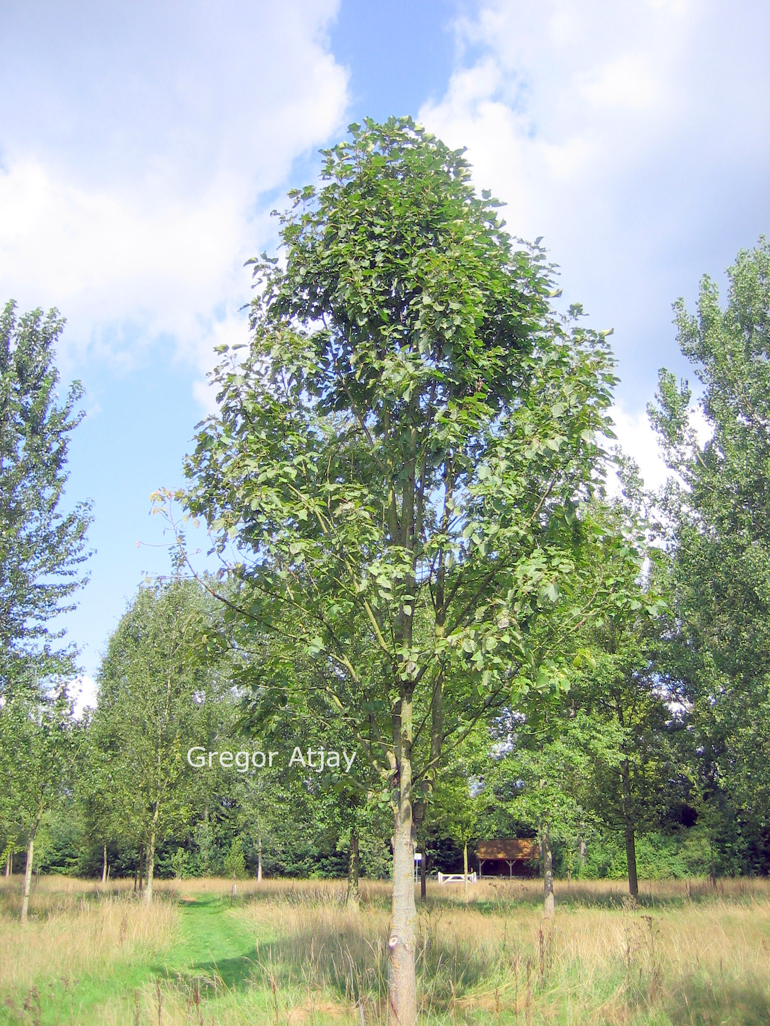 Populus wilsocarpa 'Beloni'