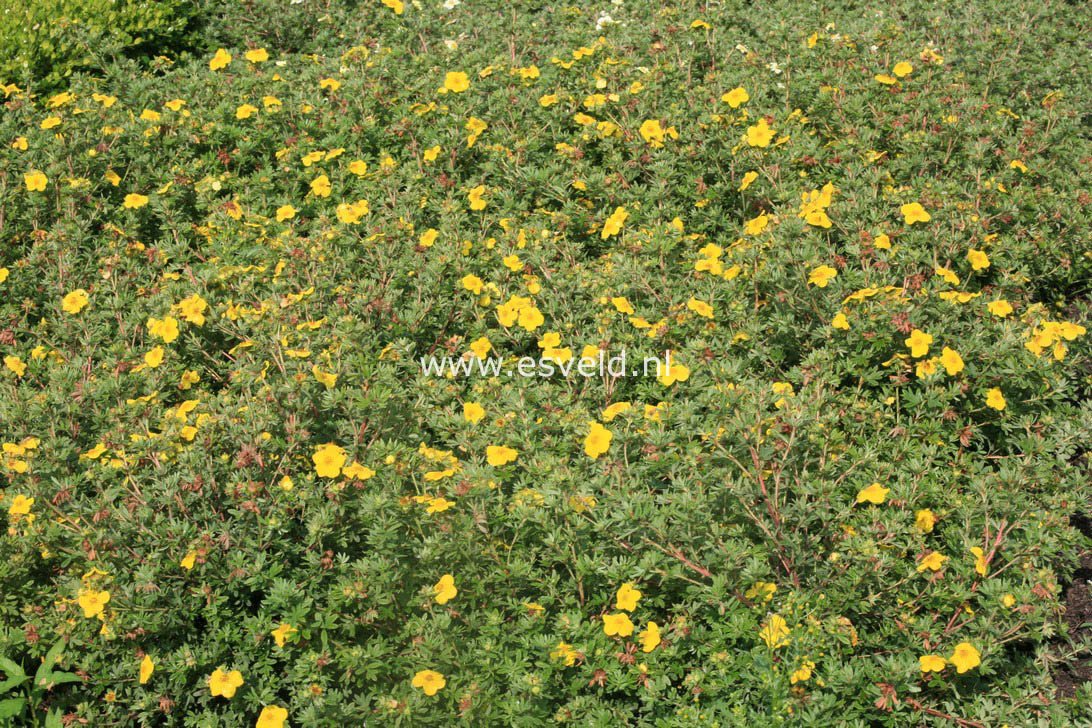 Potentilla fruticosa 'Dart's Golddigger'
