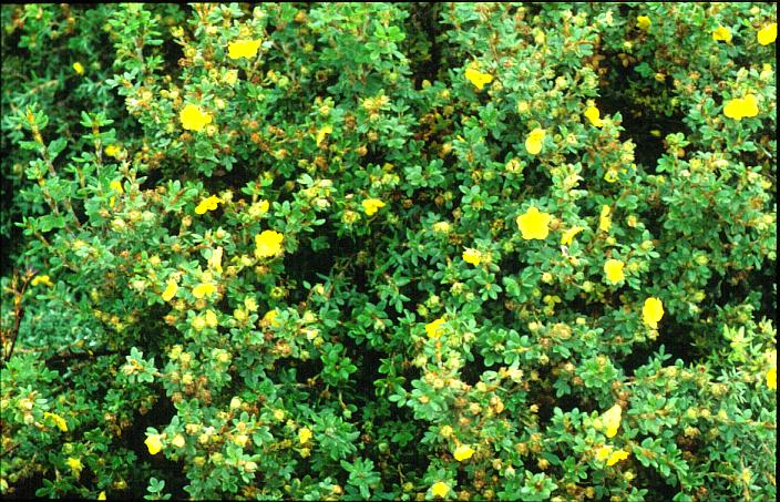 Potentilla fruticosa 'Elizabeth'