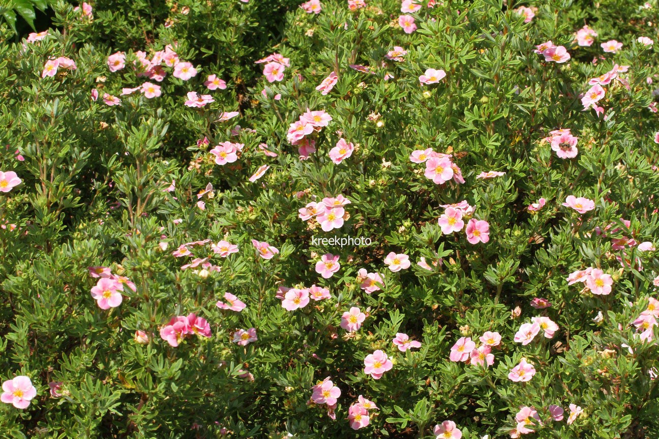 Potentilla fruticosa 'Kupinpa' (PINK PARADISE)