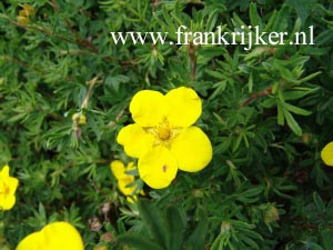 Potentilla fruticosa 'Leuchtfeuer'
