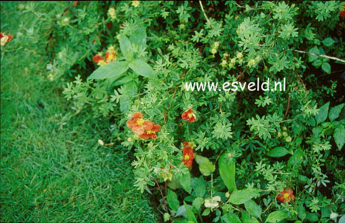 Potentilla fruticosa 'Marrobin' (MARIAN RED ROBIN)