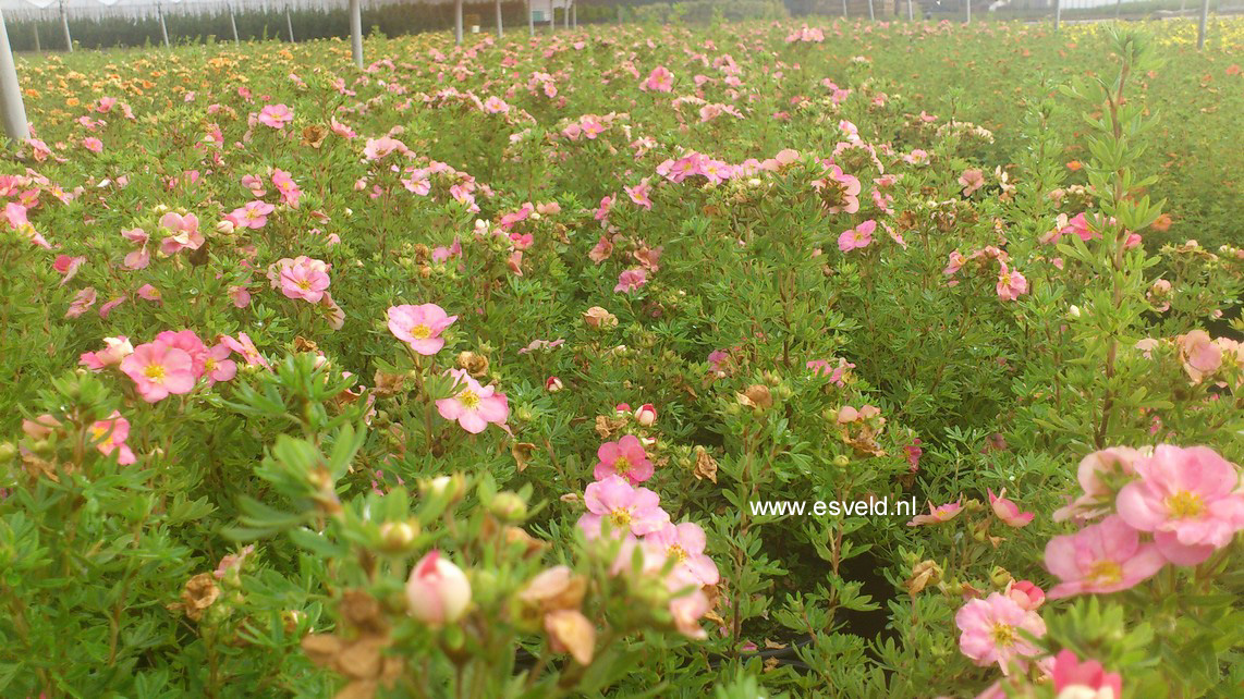 Potentilla fruticosa 'Pink Beauty' (LOVELY PINK)