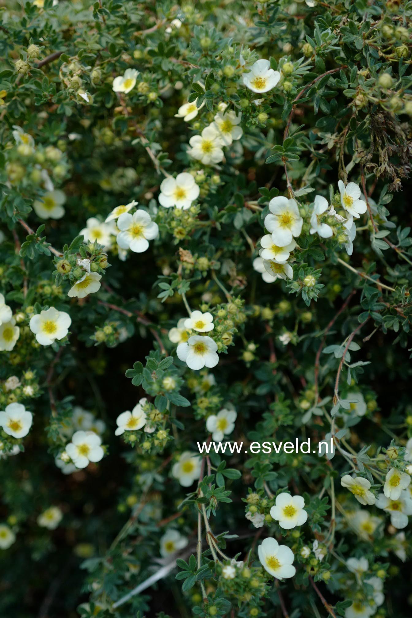 Potentilla fruticosa 'Primrose Beauty'