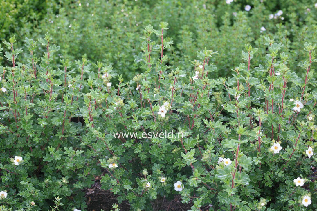 Potentilla fruticosa 'Purdomii Alba'