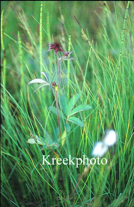 Potentilla palustris