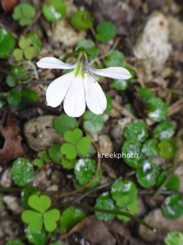 Pratia angulata