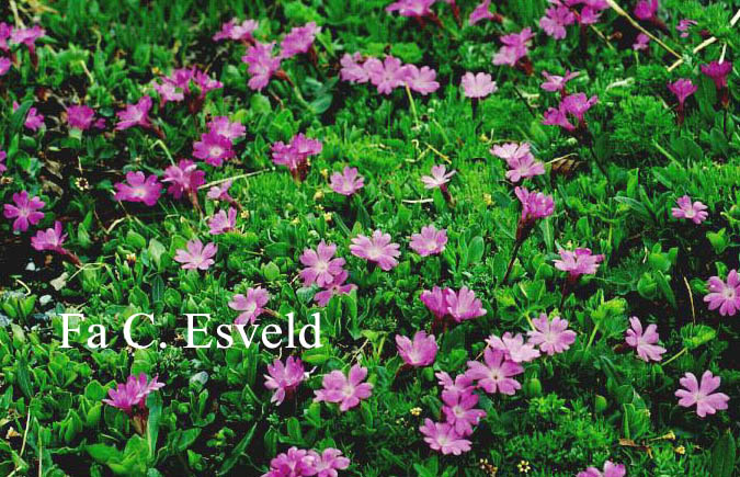 Primula integrifolia