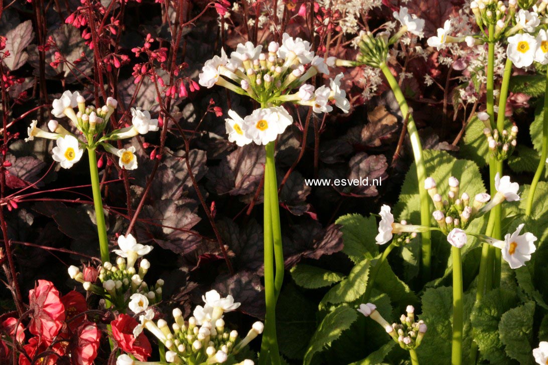 Primula japonica 'Alba'