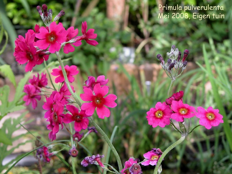 Primula pulverulenta
