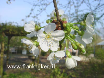 Prunus avium