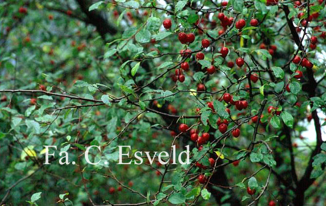 Prunus cerasifera 'Pamir Red'