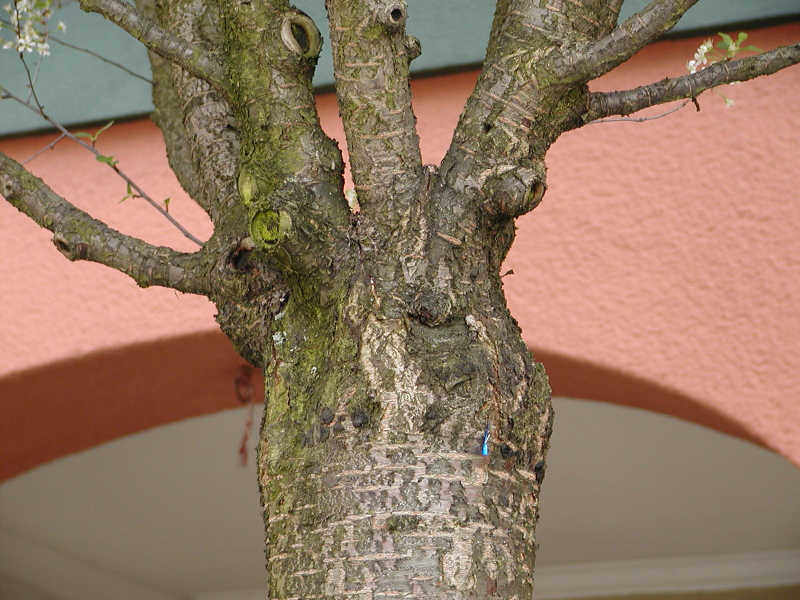 Prunus eminens 'Umbraculifera'