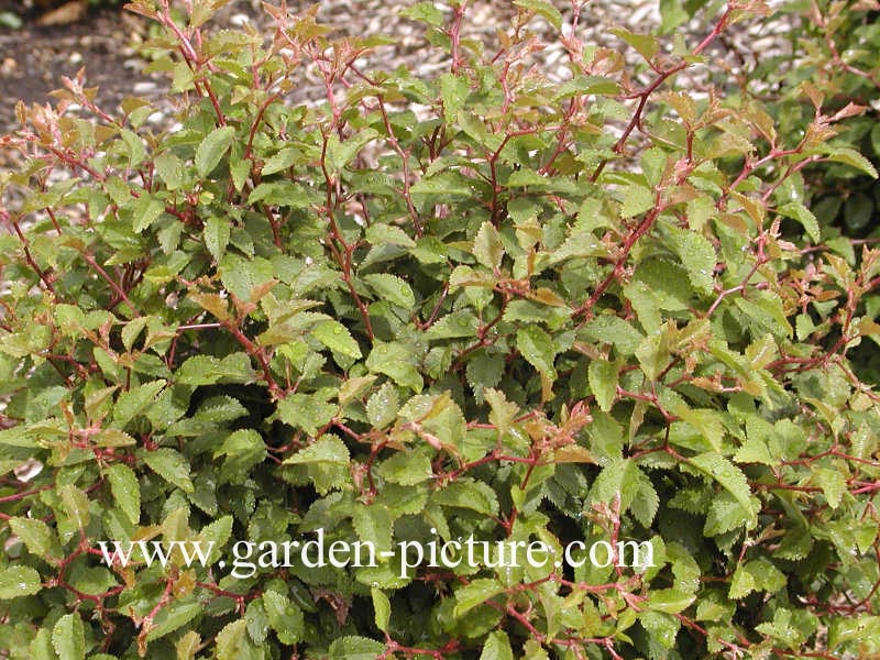 Prunus incisa 'Kojou-no-mai'