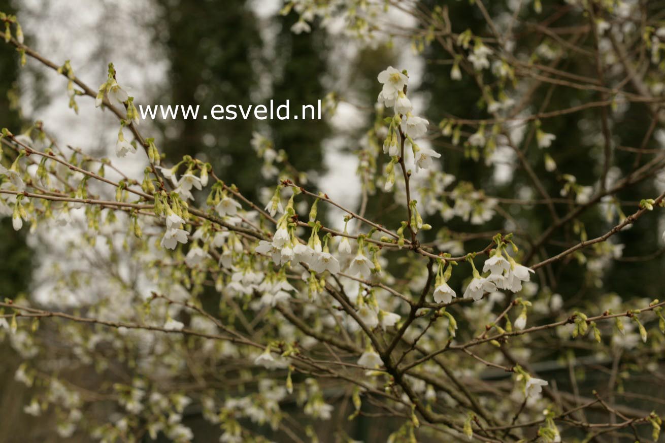 Prunus incisa 'Midori-zakura'