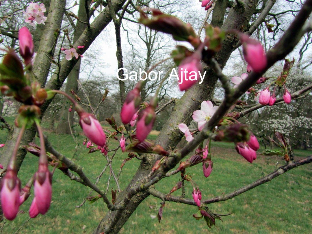 Prunus incisa 'Paean'