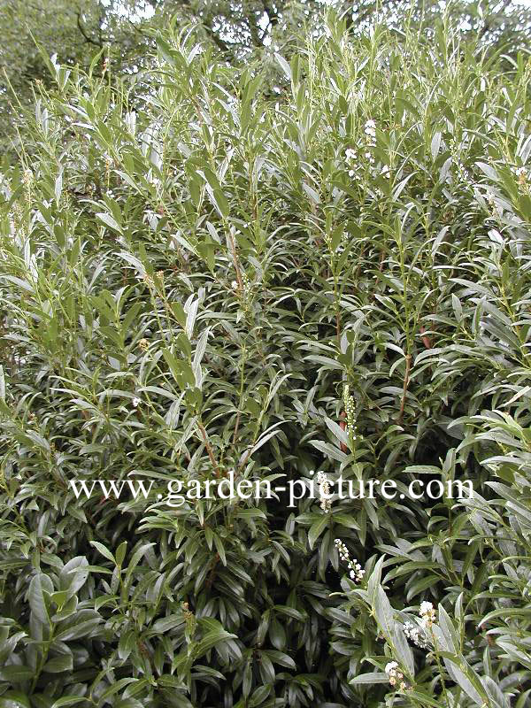 Prunus laurocerasus 'Miky'