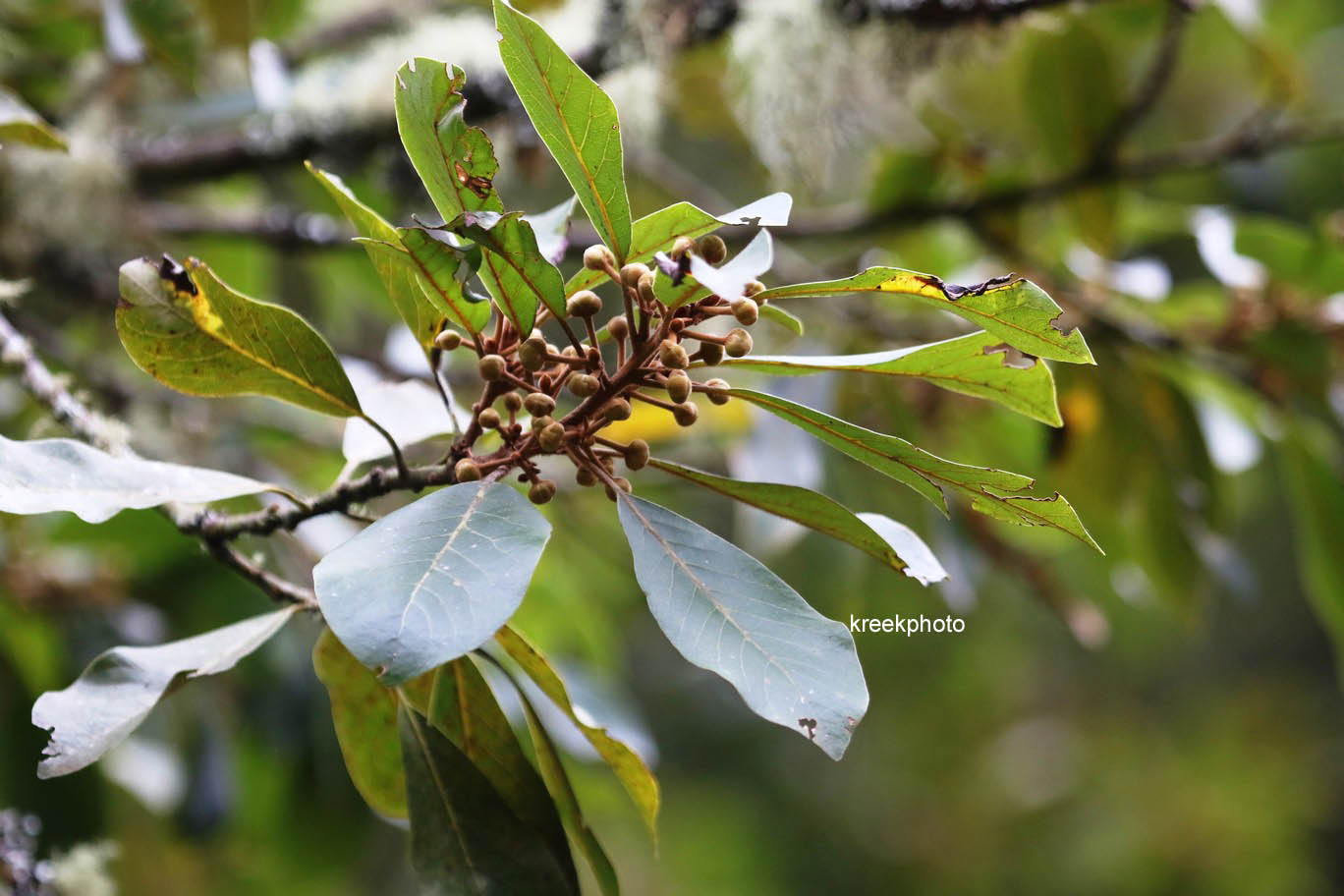 Prunus laurocerasus